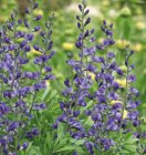 Baptisia australis 'Indigo Sky'